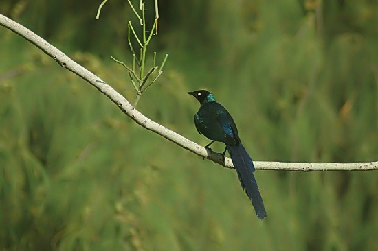 Long-Tailed Glossy Starling.JPG